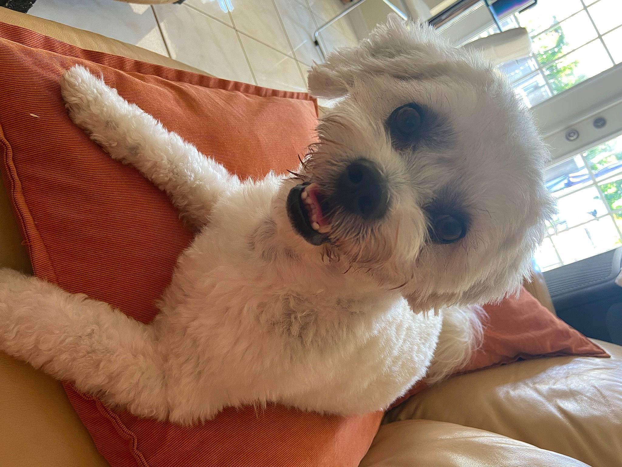 Toby joined the competition — help win amazing prizes! bichon, canidae, carnivore, collar, comfort, companion_dog, dog, dog_breed, dog_collar, fur, maltepoo, non_sporting_group, poodle_crossbreed, small_terrier, sporting_group, tail, terrier, toy_dog, whiskers, working_animal
