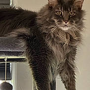 Yeti is registered to the contest to win money with this photo: cat, fluffy, gray, indoor, pet, feline, cat_tree, whiskers, ears, fur, animal, domestic, relaxed, looking_at_camera, window, hanging_toy, closeup, portrait, home, comfortable
