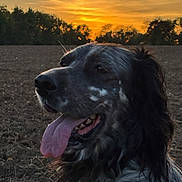 Hutch a rejoint le concours — aidez-le/la à gagner de superbes lots ! dog, animal, outdoor, sunset, tongue_out, black_and_white, nature, grass, field, trees, sky, pets, muzzle, fur, portrait, happy, canine, landscape, evening, closeup