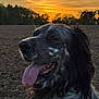 dog, animal, outdoor, sunset, tongue_out, black_and_white, nature, grass, field, trees, sky, pets, muzzle, fur, portrait, happy, canine, landscape, evening, closeup