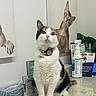 cat, calico_cat, pet, animal, sitting, portrait, collar, tracking_device, office, reception_desk, counter, marble, brochures, paperwork, hand_sanitizer, plant, cat_poster, indoor, front_facing, alert