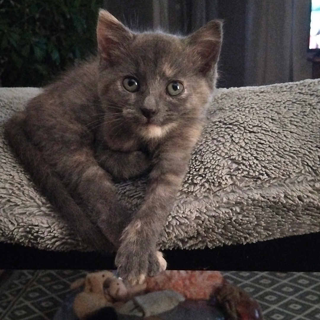 Boulito participe au concours pour gagner de l'argent avec cette photo : animal, blanket, cat, cozy, curtain, fur, furniture, gray_cat, indoor, kitten, living_room, looking_at_camera, patterned_tablecloth, paws, pet, plant, plate, resting, table, television