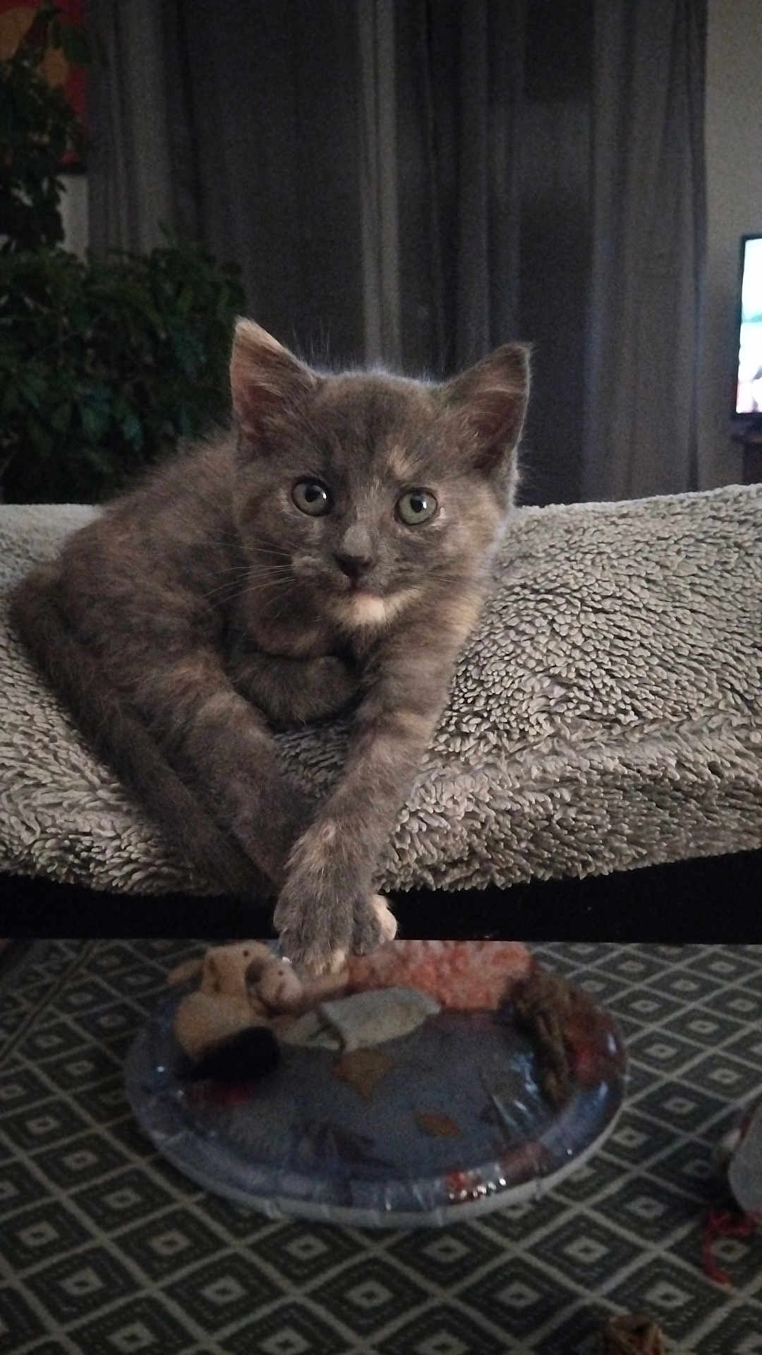 Boulito participe au concours pour gagner de l'argent avec cette photo : kitten, cat, gray_cat, indoor, blanket, plate, table, patterned_tablecloth, plant, curtain, television, paws, furniture, cozy, pet, animal, fur, looking_at_camera, resting, living_room