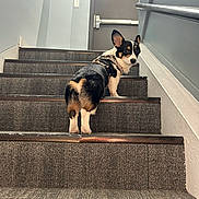 Meli joined the competition — help win amazing prizes! dog, corgi, pet, stairs, staircase, carpet, indoor, harness, looking_back, rear_view, paws, door, wall, handrail, tricolor, cute, portrait, animal, companion, expression