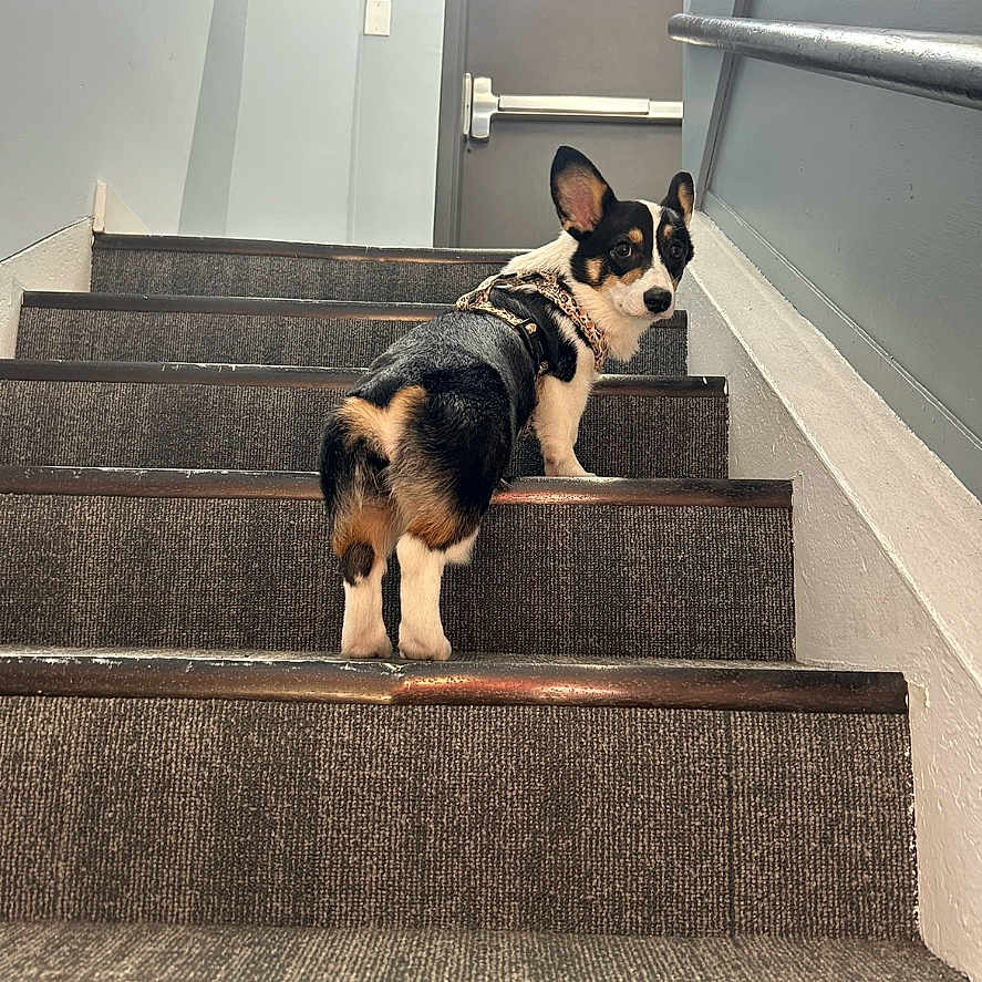 Meli joined the competition — help win amazing prizes! animal, carpet, companion, corgi, cute, dog, door, expression, handrail, harness, indoor, looking_back, paws, pet, portrait, rear_view, staircase, stairs, tricolor, wall