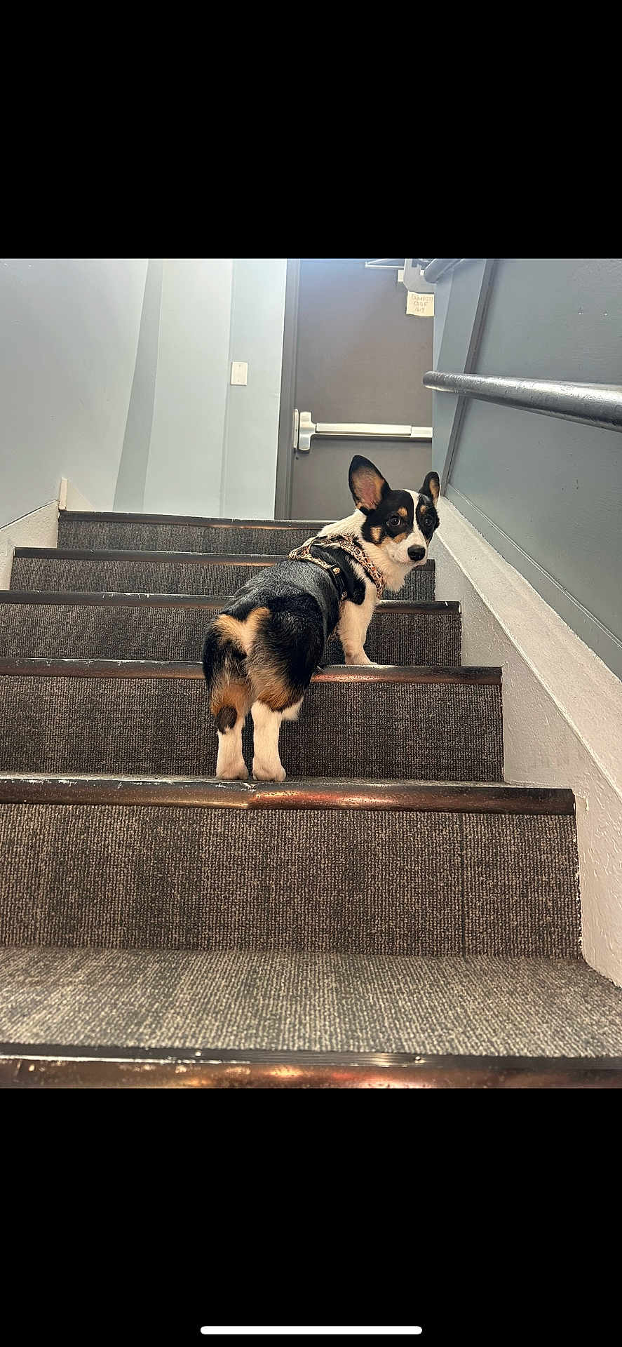 Meli joined the competition — help win amazing prizes! dog, corgi, pet, stairs, staircase, carpet, indoor, harness, looking_back, rear_view, paws, door, wall, handrail, tricolor, cute, portrait, animal, companion, expression