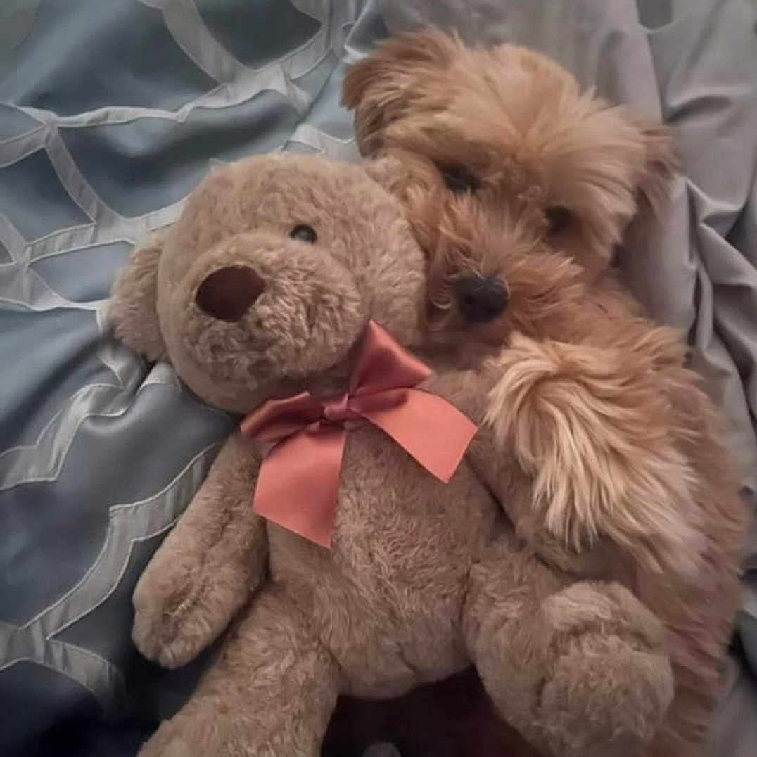 Bonbon joined the competition — help win amazing prizes! comfort, companion_dog, dog_breed, font, fur, liver, mammal, plush, snout, stuffed_toy, teddy_bear, toy, toy_dog, vertebrate