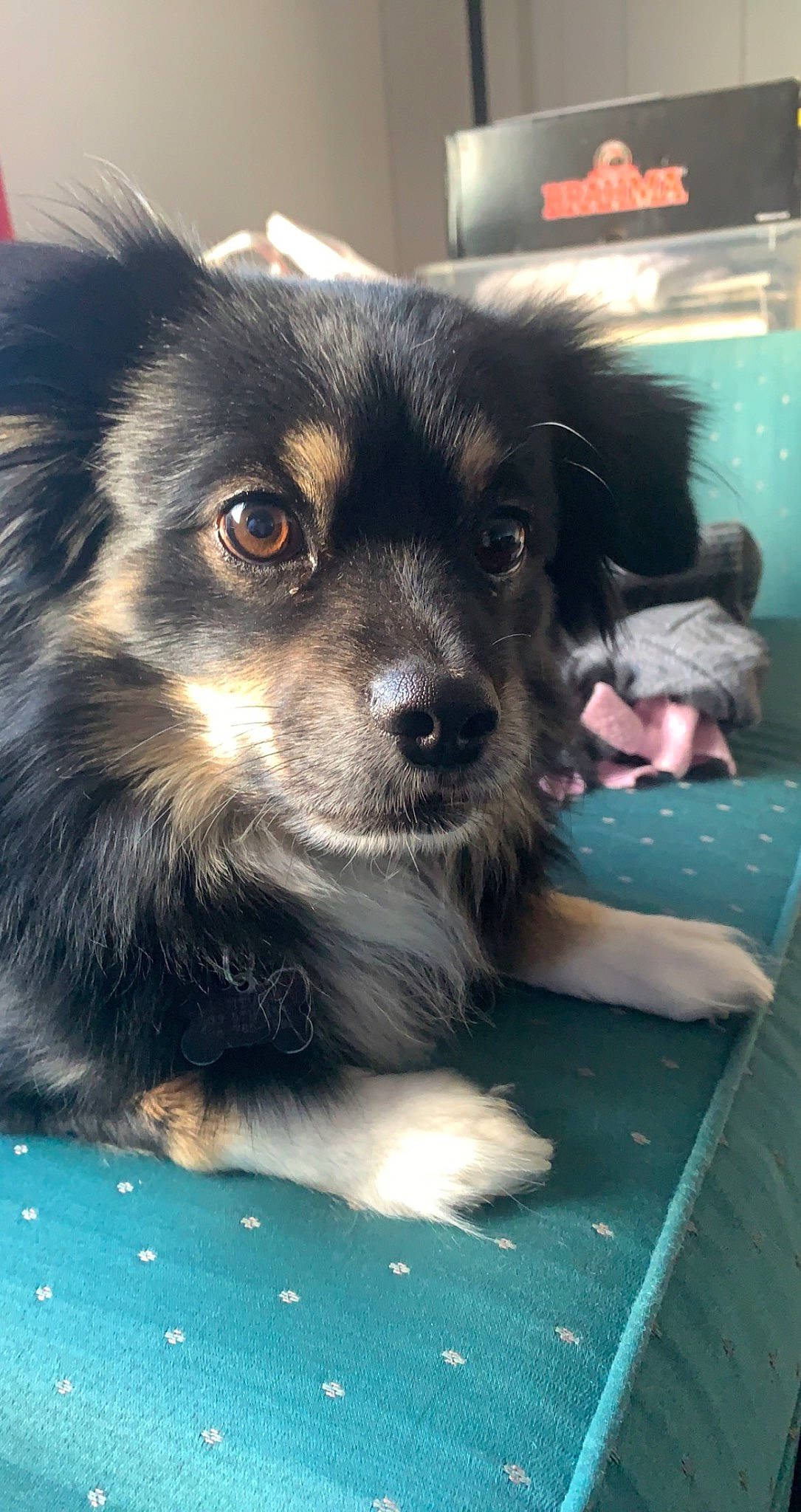 Titus joined the competition — help win amazing prizes! canidae, carnivore, companion_dog, dog, dog_breed, fur, herding_dog, snout, sporting_group, toy_dog, whiskers, working_dog
