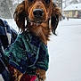 dog, dachshund, snow, winter, outdoor, pet, animal, clothing, sweater, cold, fur, paw, face, ears, person_holding, footprints, house, tree, snowfall, daytime