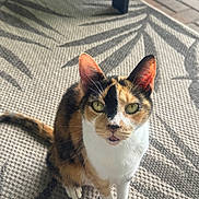 Feathers joined the competition — help win amazing prizes! cat, calico, green_eyes, animal, pet, outdoor, rug, pattern, leaf_shadow, sitting, curious, whiskers, ears, tail, fur, close_up, daylight, feline, looking_up, domestic_cat