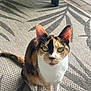 cat, calico, green_eyes, animal, pet, outdoor, rug, pattern, leaf_shadow, sitting, curious, whiskers, ears, tail, fur, close_up, daylight, feline, looking_up, domestic_cat