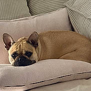 Tacos participe au concours pour gagner de l'argent avec cette photo : animal, brown_fur, closeup, comfort, cozy, cushion, cute, dog, ears, face, french_bulldog, furniture, home, indoor, laying, pet, relaxed, resting, sleepy, sofa