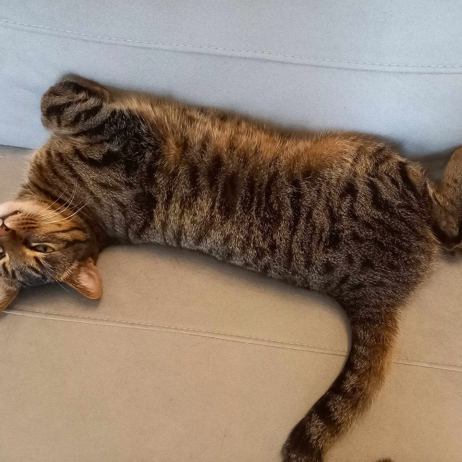 Noisette