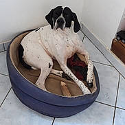 Sky a rejoint le concours — aidez-le/la à gagner de superbes lots ! dog, pet, dog_bed, tile_floor, indoor, white_wall, corner, black_and_white_spots, large_dog, lying_down, resting, bone, toy, paws, ears, nose, looking_at_camera, home_interior, cozy, mammal