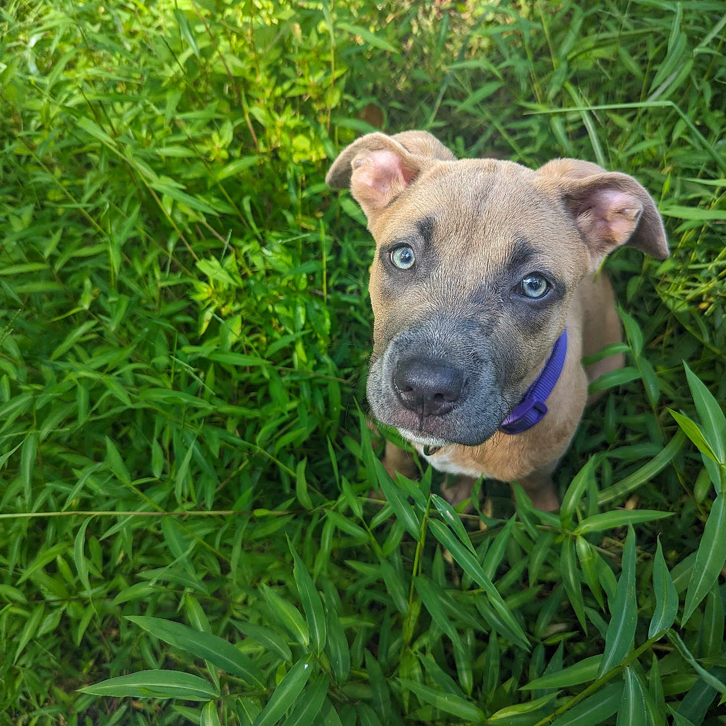 Cheyenne joined the competition — help win amazing prizes! animal, boxer, bulldog, canine, clothing, dog, face, grass, green, head, hound, lawn, leaf, pants, person, pet, photography, plant, puppy, vegetation