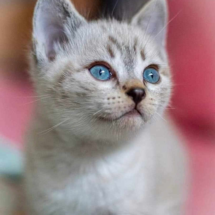 Toktok participe au concours pour gagner de l'argent avec cette photo : abyssinian, angora, animal, cat, kitten, pet, siamese