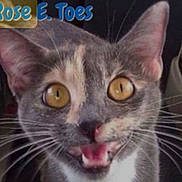 Rose E. Toes joined the competition — help win amazing prizes! animal, cat, close_up, cute, domestic_animal, ears, expression, face, feline, fur, gray_fur, indoor, mouth_open, pet, portrait, surprised, text_overlay, whiskers, white_fur, yellow_eyes