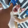 Sage is registered to the contest to win money with this photo: dog, playful, mouth_open, crocs, human_leg, rug, zigzag_pattern, brown_and_white, paw, pet, indoor, footwear, casual, closeup, expression, teeth, ear, floor, interaction, domestic