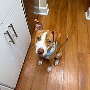 Sage is registered to the contest to win money with this photo: dog, brown_dog, white_markings, sitting, wooden_floor, kitchen, cabinet, harness, pet, animal, curious, looking_up, ears, indoor, flooring, domestic, canine, companion, adorable, waiting