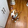 dog, brown_dog, white_markings, sitting, wooden_floor, kitchen, cabinet, harness, pet, animal, curious, looking_up, ears, indoor, flooring, domestic, canine, companion, adorable, waiting