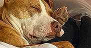 Sage joined the competition — help win amazing prizes! dog, sleeping, paw, blanket, couch, indoor, relaxation, resting, pet, closeup, brown, white, snout, ear, fur, comfort, cozy, animal, home, nap