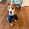 Sage is registered to the contest to win money with this photo: dog, pet, tshirt, clothing, floor, wooden_floor, indoor, sitting, attentive, brown_and_white, ears, eyes, shelf, magazine, paper, home, room, furniture, curious, portrait
