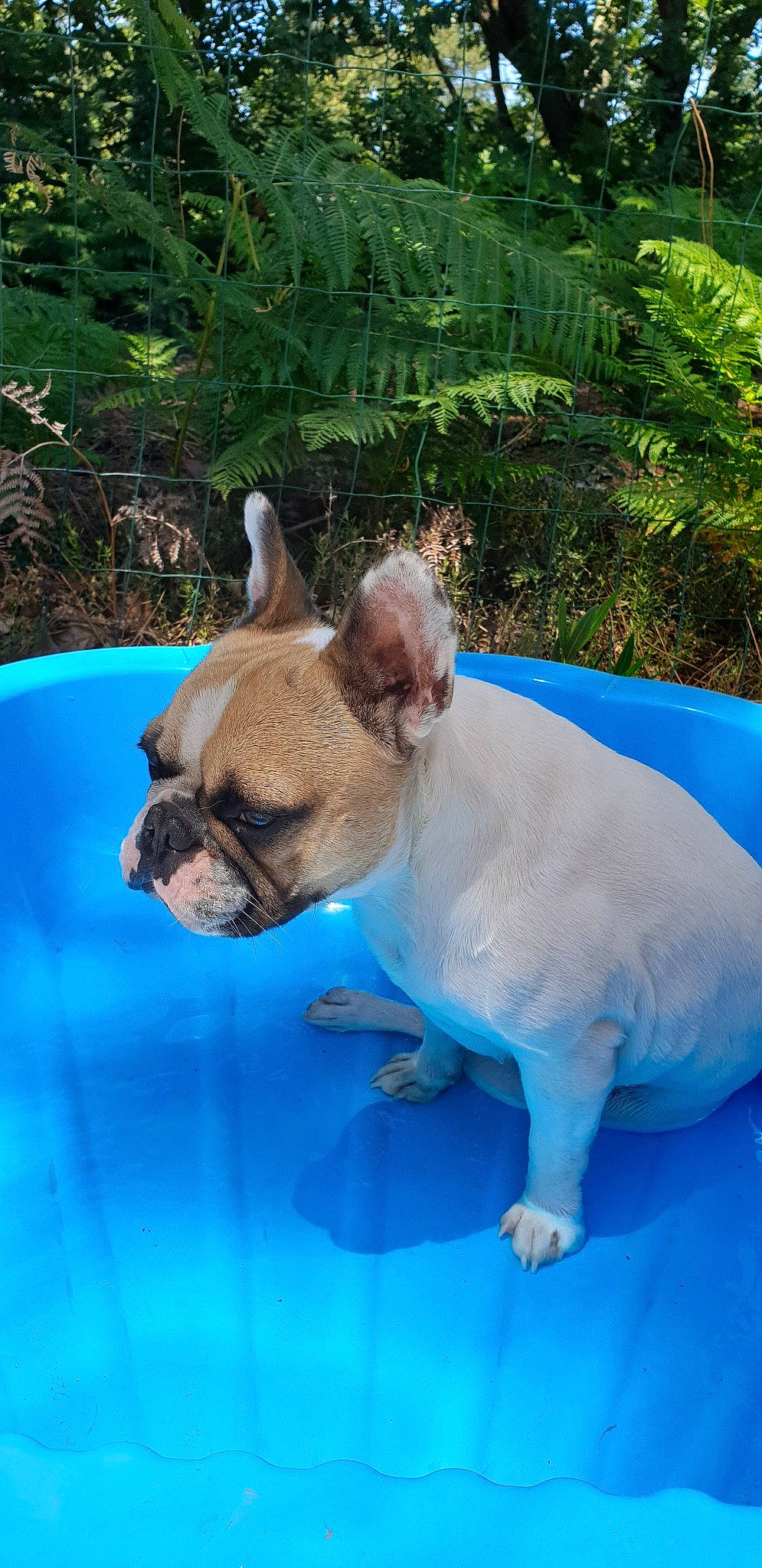 Mandy a rejoint le concours — aidez-le/la à gagner de superbes lots ! bulldog, canidae, carnivore, companion_dog, dog, dog_breed, fawn, french_bulldog, grass, mammal, non_sporting_group, puppy, snout, toy_bulldog, vertebrate