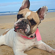 Mandy a rejoint le concours — aidez-le/la à gagner de superbes lots ! dog, french_bulldog, beach, sand, collar, pet, outdoor, animal, cute, tongue_out, ears_up, sunny, relaxed, canine, nature, daytime, closeup, portrait, playful, fun