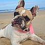 dog, french_bulldog, beach, sand, collar, pet, outdoor, animal, cute, tongue_out, ears_up, sunny, relaxed, canine, nature, daytime, closeup, portrait, playful, fun