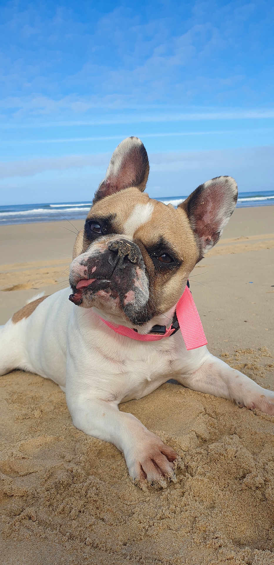 Mandy a rejoint le concours — aidez-le/la à gagner de superbes lots ! dog, french_bulldog, beach, sand, collar, pet, outdoor, animal, cute, tongue_out, ears_up, sunny, relaxed, canine, nature, daytime, closeup, portrait, playful, fun