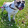 animal, closeup, collar, daisies, dog, ears, flowers, french_bulldog, grass, greenery, leash, mammal, nature, outdoor, pet, playful, summer, sunny, tongue, walking