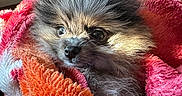 Bingo is registered to the contest to win money with this photo: puppy, dog, blanket, cozy, fur, cute, pet, indoor, table, chair, wood, snuggled, curious, soft, warm, domestic, animal, portrait, small, furry