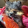 puppy, dog, blanket, cozy, fur, cute, pet, indoor, table, chair, wood, snuggled, curious, soft, warm, domestic, animal, portrait, small, furry
