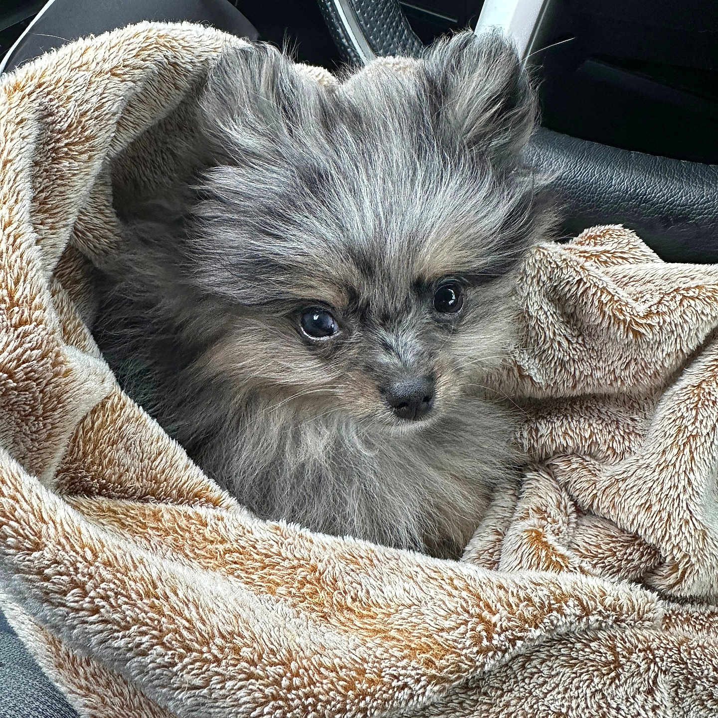 Bingo is registered to the contest to win money with this photo: dog, puppy, pomeranian, fluffy, blanket, car, steering_wheel, seat, fur, cute, pet, indoors, cozy, animal, small_dog, curious, ears, eyes, soft_texture, wrapped