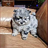 Bingo is registered to the contest to win money with this photo: puppy, dog, fluffy, small, cute, couch, leather, indoor, pet, animal, fur, young, adorable, speckled, grey, black, living_room, household, standing, domestic