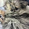 Bingo is registered to the contest to win money with this photo: dog, puppy, pomeranian, fluffy, cute, pet, animal, fur, closeup, portrait, small, adorable, face, eyes, nose, whiskers, resting, lying, indoor, soft