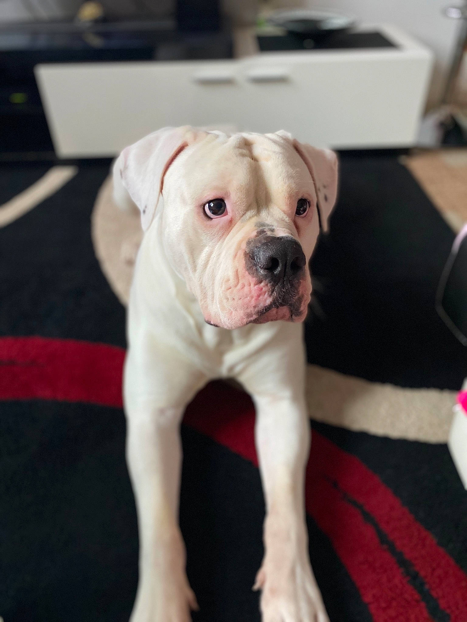 Oxmo a rejoint le concours — aidez-le/la à gagner de superbes lots ! american_bulldog, boxer, bulldog, canidae, carnivore, companion_dog, cordoba_fighting_dog, dog, dog_breed, dogo_argentino, mammal, molosser, non_sporting_group, old_english_bulldog, puppy, rare_breed_dog, snout, valley_bulldog, vertebrate, white_english_bulldog