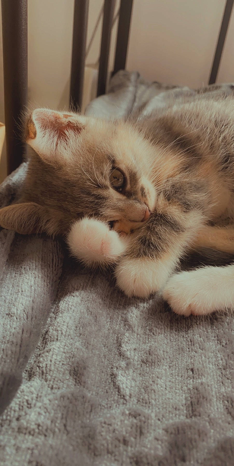 Oxma participe au concours pour gagner de l'argent avec cette photo : american_shorthair, asian, carnivore, cat, claw, domestic_short_haired_cat, ear, european_shorthair, eye, fawn, felidae, fur, kitten, nap, paw, polydactyl_cat, sleep, small_to_medium_sized_cats, snout, whiskers