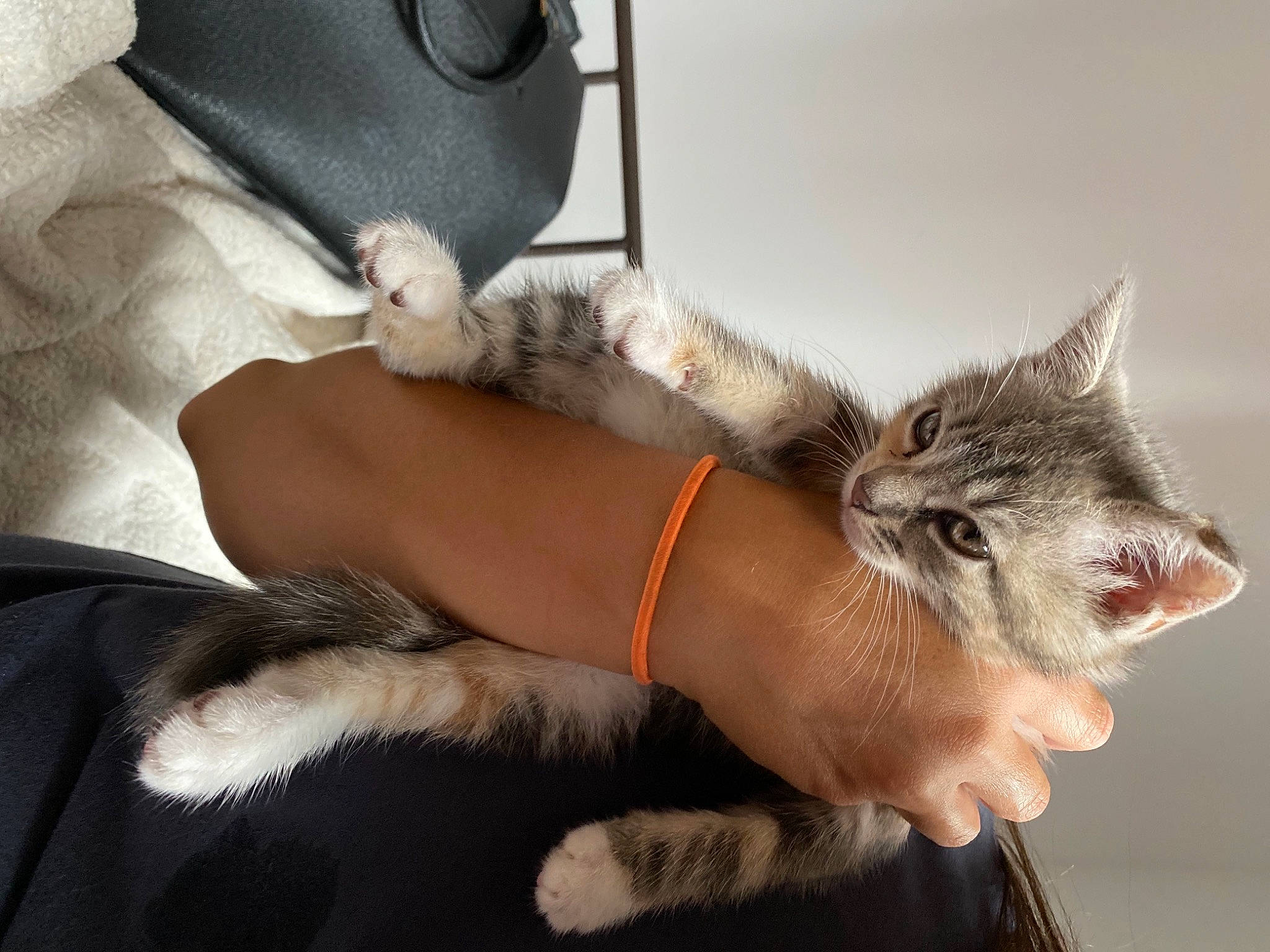 Oxma participe au concours pour gagner de l'argent avec cette photo : arm, asian, carnivore, cat, claw, comfort, domestic_short_haired_cat, ear, felidae, fur, hand, kitten, leg, organ, paw, skin, small_to_medium_sized_cats, snout, tail, whiskers