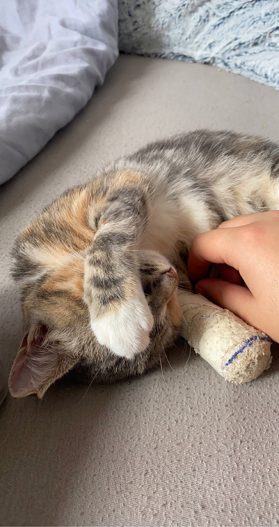 Oxma a rejoint le concours — aidez-le/la à gagner de superbes lots ! carnivore, cat, claw, comfort, domestic_long_haired_cat, ear, european_shorthair, felidae, fur, kitten, nap, norwegian_forest_cat, paw, polydactyl_cat, skin, sleep, small_to_medium_sized_cats, tabby_cat, tail, whiskers