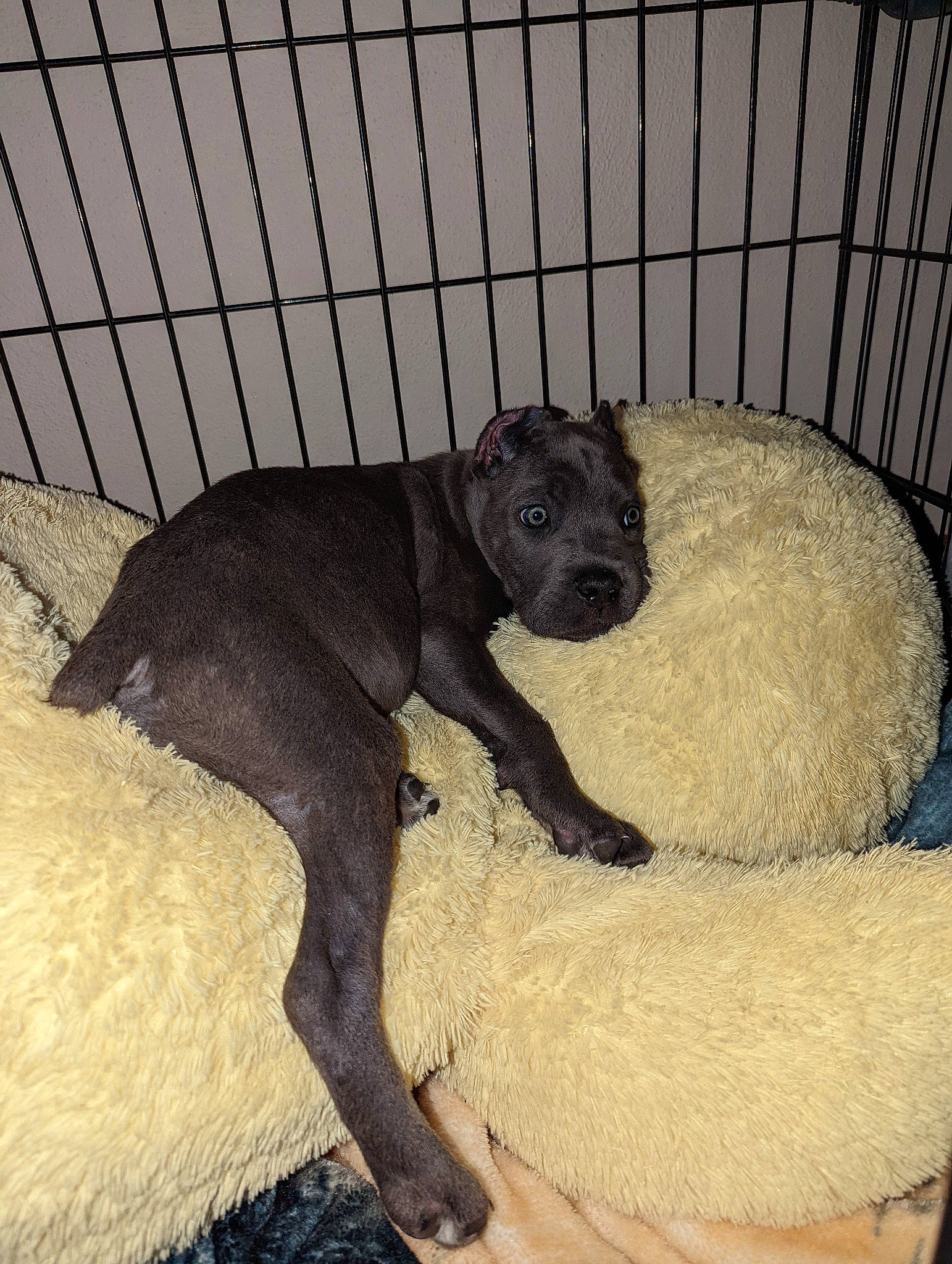 Hitch is registered to the contest to win money with this photo: canidae, carnivore, comfort, companion_dog, dog, dog_bed, dog_breed, fawn, fence, fur, liver, mammal, non_sporting_group, paw, pet_supply, snout, sporting_group, tail, terrestrial_animal, working_animal