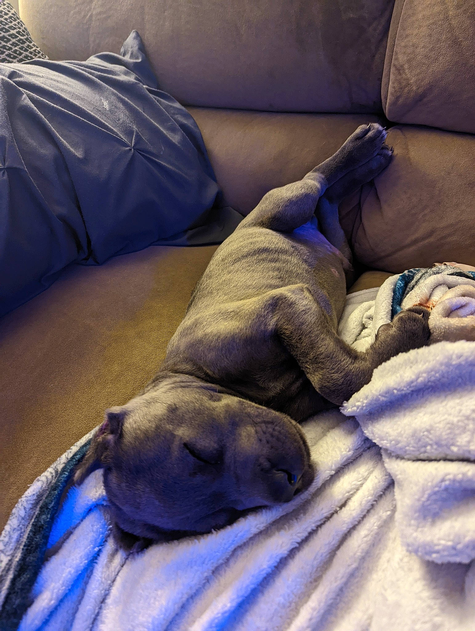 Hitch joined the competition — help win amazing prizes! carnivore, comfort, companion_dog, couch, dog, dog_breed, electric_blue, fawn, felidae, flooring, fur, grey, linens, mammal, room, small_to_medium_sized_cats, terrestrial_animal, whiskers, wood, working_animal