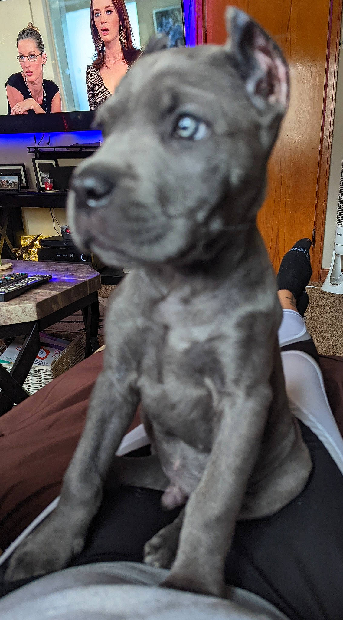 Hitch joined the competition — help win amazing prizes! canidae, carnivore, collar, companion_dog, computer_keyboard, dog, dog_breed, dog_collar, fawn, fur, guard_dog, non_sporting_group, pet_supply, picture_frame, snout, sporting_group, table, television, whiskers, working_animal