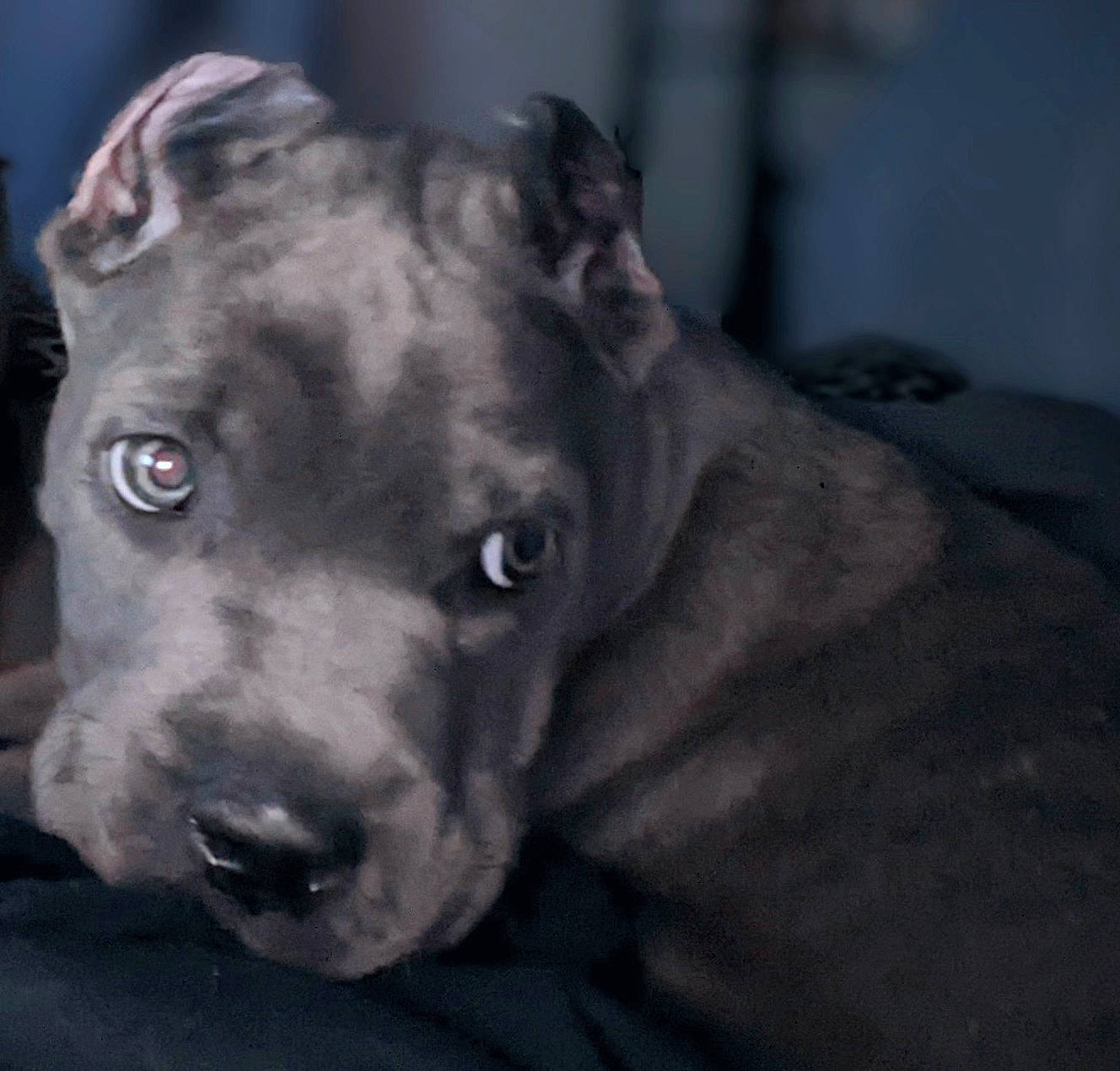 Hitch joined the competition — help win amazing prizes! carnivore, collar, cordoba_fighting_dog, dog, dog_breed, dog_collar, ear, fawn, metal, non_sporting_group, sporting_group, terrestrial_animal, whiskers, working_animal, working_dog