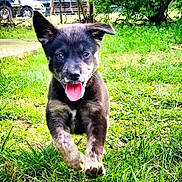 Clementine joined the competition — help win amazing prizes! puppy, dog, grass, outdoor, animal, pet, running, tongue_out, happy, young_dog, nature, greenery, playful, fur, ears, front_paws, daylight, cute, mammal, canine