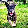 puppy, dog, grass, outdoor, animal, pet, running, tongue_out, happy, young_dog, nature, greenery, playful, fur, ears, front_paws, daylight, cute, mammal, canine
