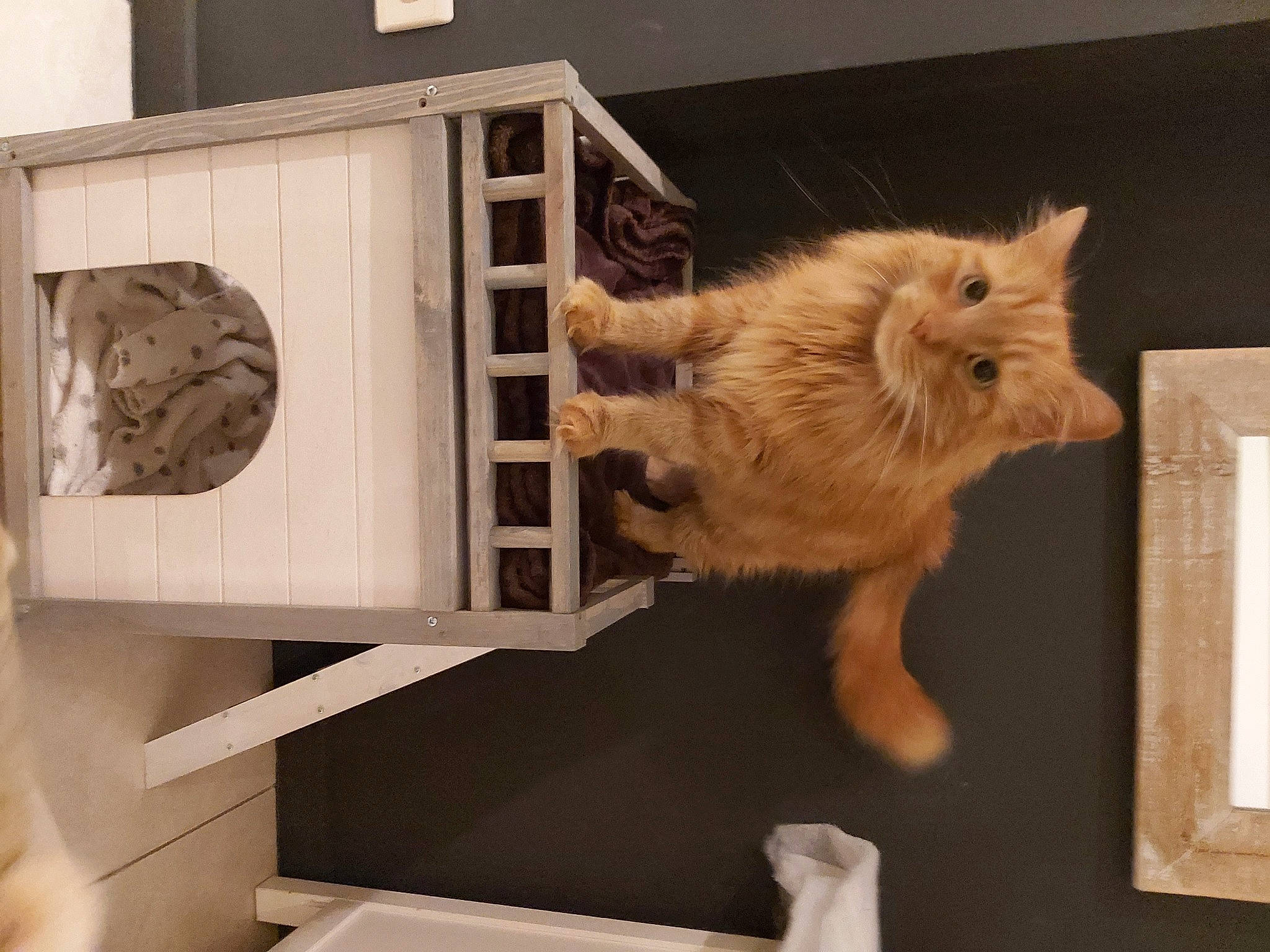 Mignon a rejoint le concours — aidez-le/la à gagner de superbes lots ! art, cabinetry, carnivore, cat, claw, cupboard, display_case, domestic_short_haired_cat, fawn, felidae, fur, hardwood, room, shelf, shelving, small_to_medium_sized_cats, tail, visual_arts, whiskers, wood