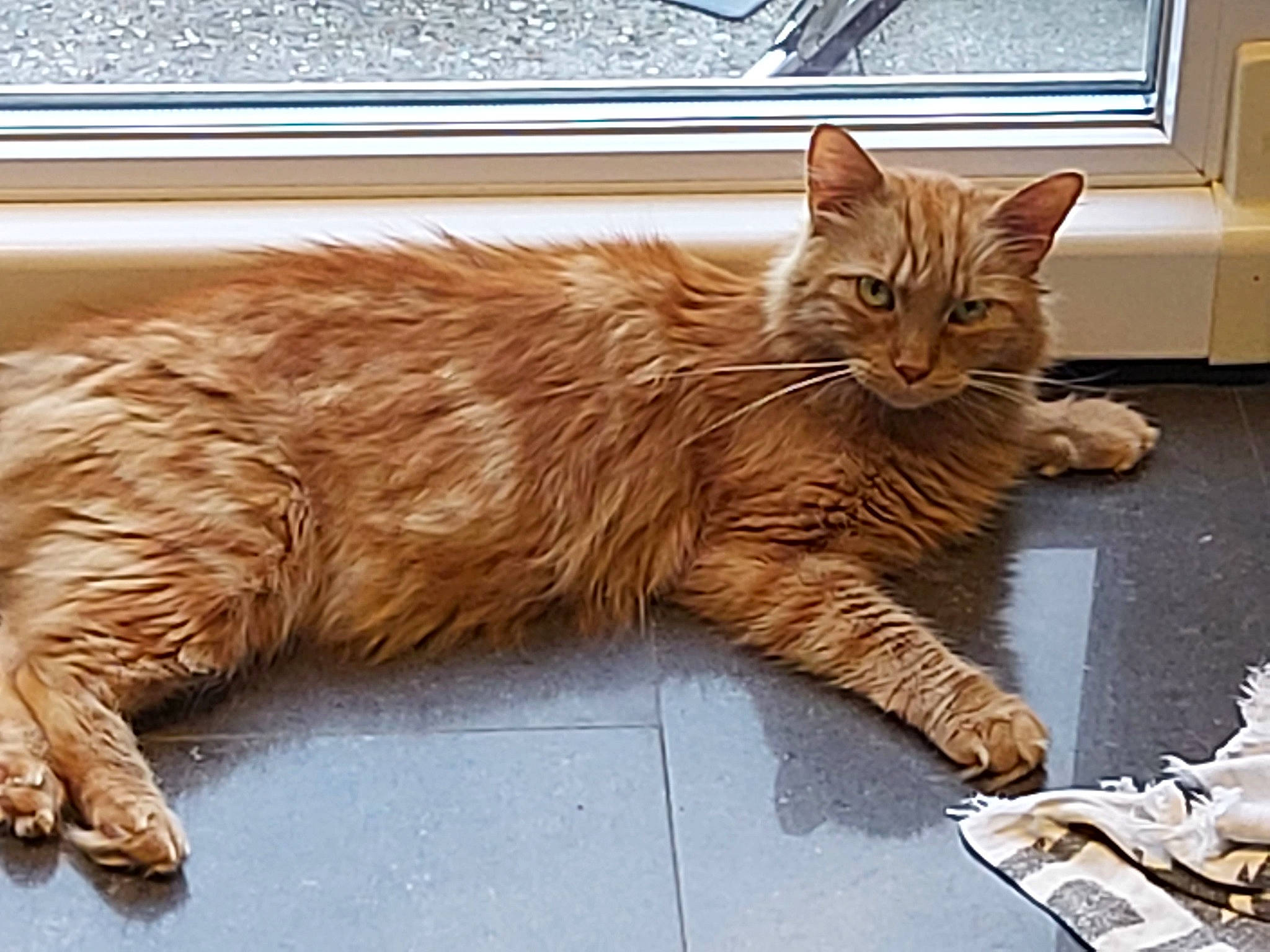 Mignon a rejoint le concours — aidez-le/la à gagner de superbes lots ! art, carnivore, cat, claw, domestic_short_haired_cat, fawn, felidae, fur, metal, nap, paw, road_surface, sitting, small_to_medium_sized_cats, snout, tail, terrestrial_animal, whiskers, window, wood