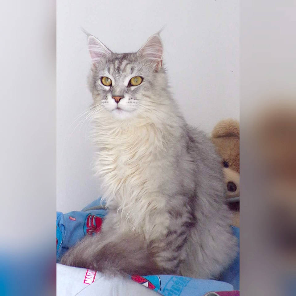 Nyro a rejoint le concours — aidez-le/la à gagner de superbes lots ! asian_semi_longhair, british_longhair, british_semi_longhair, carnivore, cat, domestic_long_haired_cat, domestic_short_haired_cat, european_shorthair, felidae, kitten, maine_coon, mammal, norwegian_forest_cat, ragamuffin, siberian, small_to_medium_sized_cats, tabby_cat, turkish_angora, vertebrate, whiskers