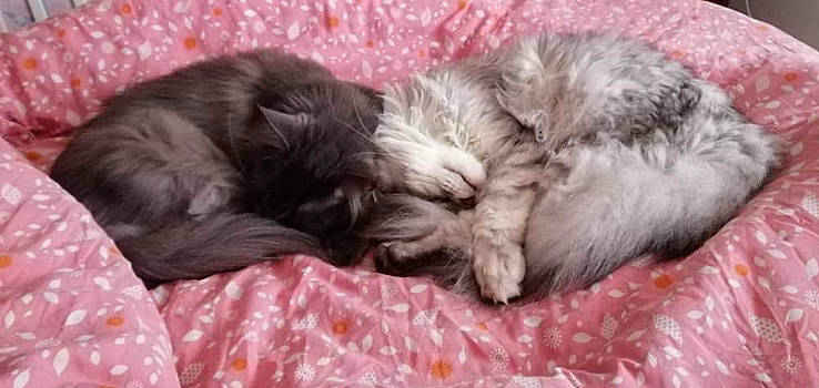 Nyro a rejoint le concours — aidez-le/la à gagner de superbes lots ! bolonka, canidae, carnivore, cat, dog, dog_breed, felidae, fur, kitten, lhasa_apso, liver, mammal, nap, norwegian_forest_cat, puppy, schnoodle, shih_poo, shih_tzu, tibetan_terrier, vertebrate